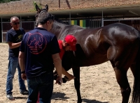 Ascoli Piceno - E&#039; già tempo di Quintana, ventisei cavalli sottoposti alle visite veterinarie