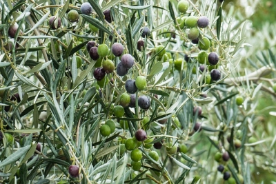 Coldiretti Ascoli Fermo, Aprol Marche: “Difesa della Dop e patto di filiera per promuoverla”