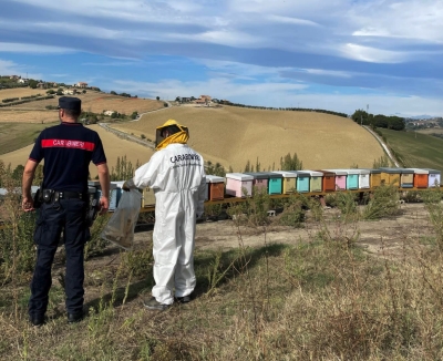OPERAZIONE APIFARM: LOTTA ALLE PRATICHE ILLEGALI IN APICOLTURA NELLE PROVINCE DI ASCOLI E FERMO