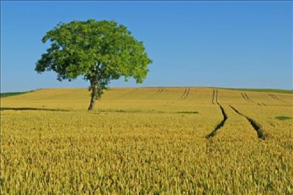 PUBBLICATA LA GRADUATORIA REGIONALE PER GLI INVESTIMENTI PRODUTTIVI AGRICOLI: FINANZIATE 458 AZIENDE MARCHIGIANE