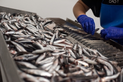 L’OP Abruzzo Pesca soc coop con Alici  a Marchio di Qualità “Il Principe Azzurro dell’adriatico  alla 12 Tappa del Giro d’Italia Martinsicuro-Fano