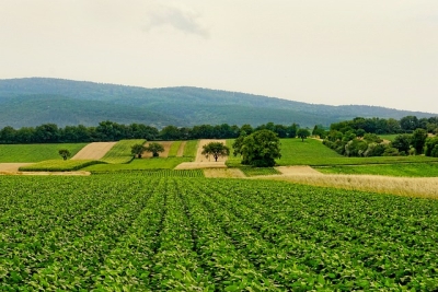 Insediamento giovani agricoltori, definiti criteri e risorse. In arrivo il bando