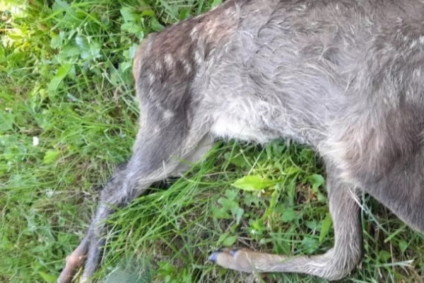 Capriolo decapitato lasciato vicino casa di un delegato Lac