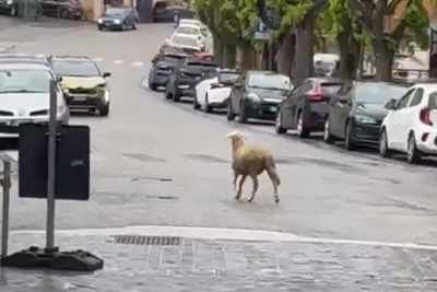 Pecora a spasso nel centro storico di Sant'Elpidio a Mare