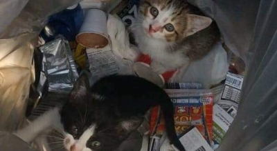 Cani e gatti in un camper senza acqua e tra rifiuti, salvati